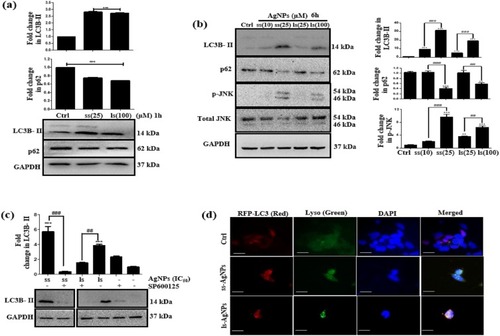 Figure 4 Analysis of early induction of autophagy and JNK after AgNP exposure. (A) Immunoblot showing expression of LC3B-II and p62 after 1 h of treatment with AgNPs. (B) Immunoblot showing expression of LC3B-II, p62 and JNK after treatment with AgNPs for 6 h. (C) Immunoblot showing expression of LC3B-II upon AgNPs treatment for 6 h after inhibiting JNK by SP600125. Wherever mentioned, SP600125 (25 µM) was added 24 h before AgNP treatment. GAPDH served as a loading control. (D) Fluorescent microscopic images showing co-localization of LC3 (red) with lysosomes (Lyso Tracker green) after 6 h of AgNP treatment. Scale bar- 200 µm. [Symbol (*), (#) and ($) represent statistically significant difference with respect to untreated cells, AgNP-treated cells, and AgNP with inhibitor/inducer respectively].