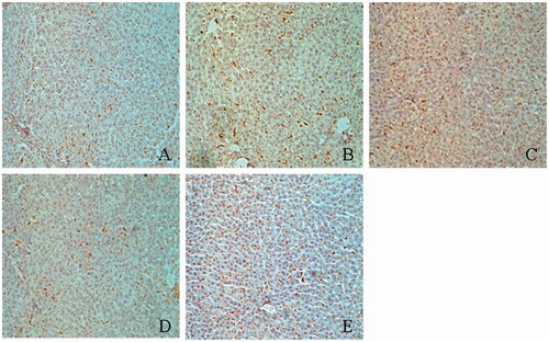 Figure 6. Immunostaining of ED-1 positive cell in the liver. (A) Normal; (B) control diabetic; (C) diabetic + TGP 50 mg/kg; (D) diabetic + TGP 100 mg/kg; (E) diabetic + TGP 200 mg/kg. Original magnification 100×.