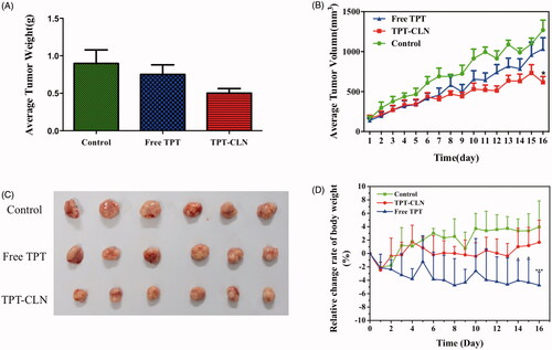 Figure 4. The results of in vivo antitumor activity studies. Tumor xenografts from HepG2 cancer cells were established subcutaneously in athymic nude mice and were treated with saline (control), TPT-CLN (500 mg/kg body weight) or free topotecan via the p.o. route for 5 consecutive days. (A) Tumor volume was measured on the 16 consecutive days, with the mean tumor volume. Data was reported as mean ± SD (n = 6) (*p < .05 between the free topotecan and TPT-CLN groups). (B) Measurement of tumor weight at the end of the study. (C) Photographs of excised tumor masses at the time of euthanasia on day 16 after treatment in HepG2 cancer cell xenograft-bearing mice. (D) Results of relative change rate of body weight. Data are shown as mean ± SD (n = 6), *p < .05, ***p < .001, Free TPT versus TPT-CLN.
