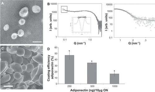 Figure 1 Characterization of gAd-coated nanoparticles. A) Liposomes. A representative transmission electron microscopy image (white bar indicates 100 nm) highlights the size distribution and morphology of liposomes. B) Small angle X-ray scattering of uncoated and gAd-coated liposomes. The intrinsic lipid bilayer parameter (eg, lamellarity and thickness) derived from SAXS curves were not affected by ligand coupling (uncoated liposome [black line], fluorescent-labeled liposome [dotted line] and gAd-coupled liposome [dashed line]). The contribution of dye/protein to the scattering intensity is seen at a low q-range (marked by a frame). The best fit to the data obtained from deconvolution is shown on the right side. The calculated electron density profile, that allows for the determination of the bilayer thickness, estimated as phospholipid head-to-head group distance, d, is shown as an inset on the left side. C) Proticles. Scanning electron microscopy images of freeze-dried adiponectin-coated proticles (mass ratio ON:protamine:adiponectin 1:3:0.025; white bar indicates 250 nm). D) Coating efficiency of adiponectin to proticles. Preassembled proticles were incubated with various amounts of radiolabeled gAd. Calculation of coating efficiency as percentage of deployed adiponectin showed a constant binding amount of gAd to oligonucleotides (analysis of variance, P ⩽ 0.05, n = 3).Abbreviations: gAd, globular domain of adiponectin; ON, oligonucleotides.