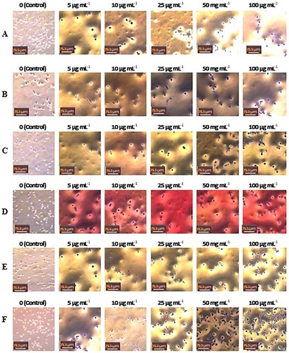 Figure 14 Light microscope images (20x) of MDA-MB-231 cells treated with different concentrations of samples: (A) CSNPs, (B) TMCNPs, (C) OG-MeOH, (D) OGEOs, (E) OGEO-CSNPs and (F) OGEO-TMCNPs. The non-treated cells (control) contained only DMEM (left panel). Scale bars = 75.5 μm.Abbreviations: OGEO, Ocimum gratissimum essential oils; OG-MeOH, Ocimum gratissimum methanolic extract; CSNPs, chitosan nanoparticles; TMCNPs, trimethyl chitosan nanoparticles.