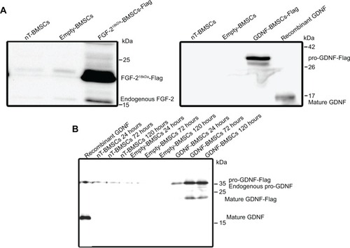 Figure 4 Western blot results for protein detection after nonviral transfection of BMSCs.Notes: (A) Analysis of cell lysates of nT-BMSCs or genetically engineered empty-BMSCs, FGF-218kDa-BMSCs, or GDNF-BMSCs (24 hours, α-FGF-2, and α-GDNF antibody). (B) Analysis of cell culture supernatants from nT-BMSCs or genetically engineered empty-BMSCs, or GDNF-BMSCs harvested after 24 hours, 72 hours, and 120 hours (α-GDNF antibody).Abbreviations: BMSCs, bone marrow-derived mesenchymal stromal cells; np, nanoparticle; FGF, fibroblast growth factor; GDNF, glia-derived neurotrophic factor; nT, nontransfected.
