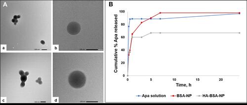 Figure 1 In vitro characterization of BSA-NPs: (A)TEM images of (a, b) Apa-BSA-NP, (c, d) Apa-HA-BSA-NP at 30K and 50K X magnification, respectively (B) Apatinib release profile from BSA-NP and HA-BSA-NP formulations in PBS pH 7.4 at 37°C over 24 h (n=3).