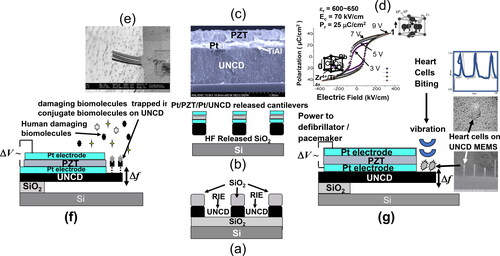 Figure 15. (a) Schematic of UNCD-based MEMS/NEMS cantilevers produced by lithography plus RIE process; (b) schematic of integrated Pt/PZT/Pt/UNCD cantilevers released by HF acid etching of underlying SiO2 layer; c) cross-section SEM image of integrated PZT/Pt/UNCD films with a 40 nm TiAl layer at the Pt/UNCD interface. to inhibit O atoms, diffused through the Pt layer, during growth of the PZT films in an oxygen atmosphere, to reach the UNCD film, which would result in chemical etching of the UNCD material; (d) polarization vs electric field for the PZT layer, which induce integrated Pt/PZT/Pt/TiAl/UNCD films-based cantilever motion to detect damaging biomolecules when reacting with conjugated biomolecules grown on the UNCD cantilever surface, changing the vibration (e and f); (g) Schematic of integrated Pt/PZT/Pt/TiAl/UNCD MEMS cantilever actuated by vibrating heart cells from mice (see associated SEM images), producing electrical current (power) to provide energy to implantable medical devices, such as defibrillator/pacemakers.