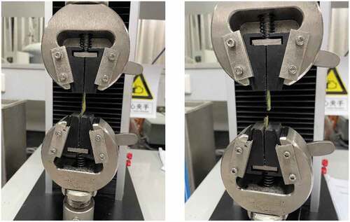 Figure 2. The status of kiwifruit peel before and after tensile test.