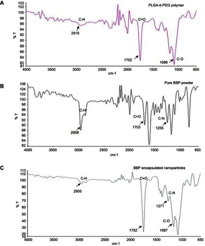 Figure 3 FTIR spectra of (A) PLGA-b-PEG polymer, (B) pure BBP powder and (C) lyophilized powder of BBP-encapsulated nanoparticles.Abbreviations: FTIR, Fourier transform infrared spectroscopy; PLGA-b-PEG, polylactic-co-glycolic acid-block-polyethylene glycol; BBP, 3,5-bis[4-(diethoxymethyl)benzylidene]-1-methyl-piperidin-4-one; T,  transmittance.