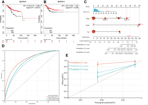 Figure 4 Predictive value of Solute carrier family 7 member 11 (SLC7A11) expression for clinical outcomes in Uterine corpus endometrial carcinoma (UCEC). (A and B) The Kaplan–Meier (K-M) curves of overall survival (OS) (A) and disease free survival (DFS) (B) shows the difference between the low- and high-expression of SLC7A11 in UCEC based on Kaplan-Meier Plotter database. (C) Composite nomogram prediction of 1-, 3-, and 5-year OS. (D) Time-dependent receiver operating characteristic (Td-ROC) curves for nomogram-mediated prediction of 1-, 3-, and 5-year OS in UCEC patients. (E) Calibration plot of the predictive nomogram.