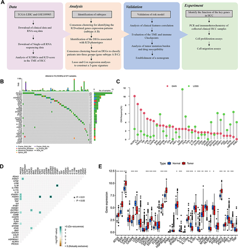 Figure 1 Genetic alterations and expression features of ICDRGs in TCGA-LIHC. (A)The flowchart of the entire study. (B) The mutation frequency of 33 ICDRGs in 371 HCC patients from TCGA. (C) CNV frequency of ICDRGs in TCGA-LIHC cohort. The height of the column represents the alteration frequency. The green dot represents deletion frequency. The red dot represents the amplification frequency. (D) Spearman correlations between ICDRGs. (E) Differences in mRNA expression levels of ICDRGs in normal and tumor samples.*P < 0.05; **P < 0.01; ***P < 0.001; ns, no significance.