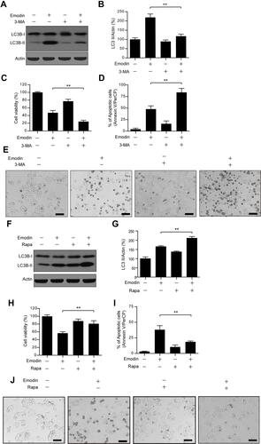 Figure 5 Emodin-induced autophagy played a protective role in L02 cells. (A) Cells were treated with or without emodin (40 μM) in the absence or presence of 3-MA (5 mM) for 24 h. The expression of LC3B-I/II was analysed by Western blot. (B) The intensities of LC3B-II in (A) normalized to actin were statistically analysed and represented as the mean ± SD for 3 independent experiments. **P<0.01. (C) Cell viability in (A) was determined by CCK-8 assay. Data are presented as the means ± SDs for 3 independent experiments. **P<0.01. (D) Cell apoptosis in (A) was detected by flow cytometry using annexin V/PerCP staining. Data are presented as the means ± SDs for 3 independent experiments. (E) Representative photos depicting the morphology of L02 cells treated in (A) Scale bars: 100 μm. (F) Cells were treated with or without emodin (40 μM) in the absence or presence of rapamycin (Rapa; 100 nM) for 24 h. The expression of LC3B-I/II was analysed by Western blot. (G) The intensities of LC3B-II in (F) normalized to actin were statistically analysed and are represented as the mean ± SD for 3 independent experiments. **P<0.01. (H) Cell viability in (F) was determined by CCK-8 assay. Data are presented as the means ± SDs for 3 independent experiments. **P<0.01. (I) Cell apoptosis in (F) was detected by flow cytometry using annexin V/PerCP staining. Data are presented as the means ± SDs for 3 independent experiments. (J) Representative photos depicting the morphology of L02 cells treated in (F). Scale bars: 100 μm.