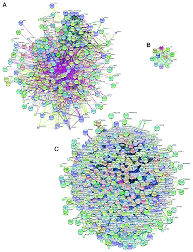 Figure 5. Functional characterization of the human α-actin (UniProt ID: P68133) by STRING database (A), which is the online database resource Search Tool for the Retrieval of Interacting Genes providing both experimental and predicted interaction information.Citation146 STRING produces the network of predicted associations for a particular group of proteins. The network nodes are proteins. The edges represent the predicted functional associations. The edges represent the predicted functional associations. An edge may be drawn with up to 7 differently colored lines; these lines represent the existence of the seven types of evidence used in predicting the associations. A red line indicates the presence of fusion evidence; a green line, neighborhood evidence; a blue line, co-occurrence evidence; a purple line, experimental evidence; a yellow line, text mining evidence; a light blue line, database evidence; a black line, co-expression evidence.Citation146 Here, 240 partners of actin are shown, which were obtained by STRING using the medium confidence level (score above 0.4) and a set of active prediction methods for all the types of evidence: neighborhood, gene fusion, co-occurrence, co-expression, experiments, databases, and textmining. This figure also contains the results of STRINGing of a typical ordered protein, hen egg white lysozyme (B, UniProt ID: P00698), and a typical hybrid protein with well-established disorder-based interactome, human p53 (C, UniProt ID: P04637). Clearly, by its binding promiscuity, actin is closer to p53 than to lysozyme.