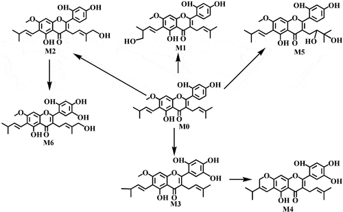 Figure 3. MS/MS spectra of artocarpin and its metabolites.