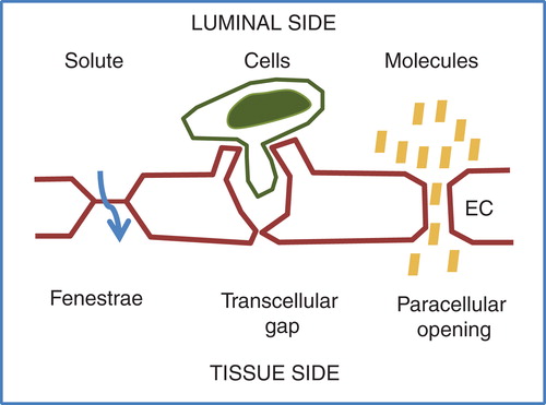 Figure 1. Different mechanisms for extravasation of solute, cells, and molecules. Specialized capillaries in endocrine organs have pores, fenestrae, in the plasma membrane. Fenestrae allow rapid exchange of solute and molecules such as hormones. Transcellular gaps provide a route for inflammatory cells, which, however, also may exit through paracellular junctions. Disintegration of junctions allows extravasation of molecules.