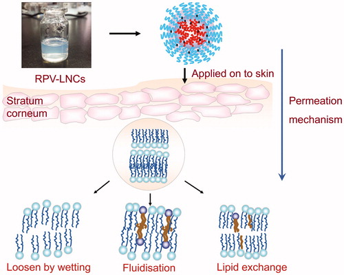 Figure 9. Permeation mechanism of LNCs. LNCs can promote adhesiveness and increase skin hydration, finally lead to loose structure, fluidization and even lipid exchange within the intercellular lipid domain.