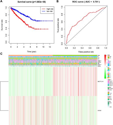 Figure 5 Overall survival and clinicopathological characteristics of RCC patients in the high- and low-risk groups. (A). Kaplan–Meier curves of overall survival of patients in the high- and low-risk groups (based on the median risk score involving two m6A RNA methylation regulators). (B) Receiver operating characteristic curve showing the predictive performance of the risk model. (C) Heatmap showing the associations between clinicopathological characteristics and the expression of two m6A RNA methylation regulators (METTL14 and WTAP) in the high- and low-risk groups. Red: upregulated; green: downregulated. *P<0.05 and ***P<0.001.