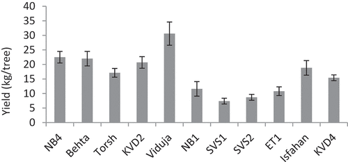 Figure 1. Mean biennial yield in studied quince cultivars and genotypes