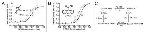 Figure 5. (A) Binding of NPM (black circles), and NPM in the presence of saturating concentrations of 9-ACA (1.1 mM, gray triangles) to 50 nM DAse-3′-Cy5. (B) The binding of 9-ACA (black pentagons), and 9-ACA in the presence of saturating concentrations of NPM (92 mM, gray squares) to 50 nM DAse-3′-Cy5. For both (A and B), gray and black solid curves are the fits of the data points to the Hill equation (n = 1). The error bars represent the standard error in triplicate measurements. (C) The binding scheme for NPM to the DAse (1), 9-ACA to the DAse (2), NPM to DAse-9-ACA complex (DAse•9-ACA) (3), and 9-ACA to DAse-NPM complex (DAse•NPM) (4). 1–4 are the dissociation constants.