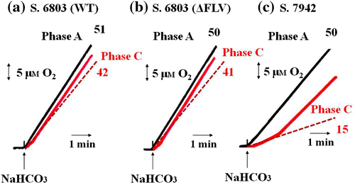 Fig. 5. Maximum photosynthetic activity in phases A and C in air-grown cyanobacteria.Notes: (a) S. 6803(WT); (b) S. 6803(ΔFLV); (c) S. 7942. The activation states in phases A and C were determined as described in the text. At the indicated times, 10 mM NaHCO3 was added to the reaction mixture. Black line, phase A; red line, phase C; dotted red line, initial slope of the increase in [O2] in phase C. Numbers beside the lines show the O2 evolution rate. All experiments were conducted three times, and typical data are shown.