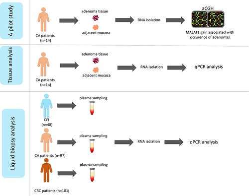 Figure 1 Schematic workflow of the study. RT-qPCR analysis of MALAT1 was performed in the tumour tissue and adjacent mucosa of CA patients (n=14) who were part of the pilot study and further in the plasma of CFI (n=48), CA patients (n=97) and CRC patients (n=101).