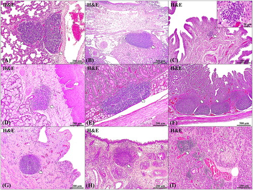 Figure 2. Histopathological description of lymphoid aggregate formations at several locations observed in ASFV-infected wild boar. Lymphoid aggregates (arrows) in lung (A), kidney (B), urinary bladder (C), oesophagus (D), duodenum (E), jejunum (F), gallbladder (G), synovial membrane (H) and pancreas (I). (A) Round to ovoid perivascular lymphoid structure in the lung interstitium (arrows), covered with epithelium. H&E stain, 100x. (B) Ovoid perivascular lymphoid structure in the medullar interstitium of the renal hilum, near the epithelium of the renal calyx, covered with epithelium. H&E stain, 40x. (C) Irregularly shaped perivascular lymphoid structure in the lamina propria of the urinary bladder (arrow). H&E stain, 100x. Inset, 400x. (D) Ovoid perivascular lymphoid structure in the mucous gland of the oesophagus (arrow), covered with epithelium. H&E stain, 100x. (E) Ovoid perivascular lymphoid structure in the submucosa, between brunner’s glands (arrow), covered with epithelium. H&E stain, 100x. (F) Round to ovoid perivascular lymphoid structure in the submucosa (arrows). H&E stain, 40x. (G) Round perivascular lymphoid structure in lamina propria of the gallbladder (arrow), covered with epithelium. HE stain, 100x. (H) Round perivascular lymphoid structure in the sublining layer in the synovial membrane (arrow). H&E stain, 100x. (I) Irregularly shaped perivascular lymphoid structure in the pancreas, close to inflammatory foci (asterisk) and necrotic acinar cells (arrowhead). H&E stain, 100x.
