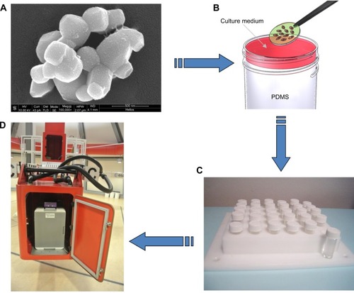 Figure 1 Barium titanate nanoparticles (BTNPs) and experimental setup.Notes: Scanning electron microscopy image of BTNPs (A). Glass slides on which cells were cultured were transferred to cylindrical vials and covered with appropriate cell-culture medium (B). Delrin structure designed to support 30 cylindrical vials (C). The structure with the samples was inserted in the swinging gondola of the large-diameter centrifuge. The centrifuge system is composed of four large rotating arms with a gondola at each extremity, and allowed the achievement of the hypergravity condition (D).Abbreviation: PDMS, polydimethylsiloxane.