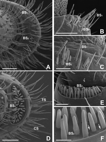 Figure 2.  Scanning electron micrographs of the antenna in female of Oxidus gracilis. (A–C) On the 5th article, two subtypes of the basiconic sensillum, large basiconic sensilla (Bs1) and small basiconic sensilla (Bs2), can be seen. These two subtypes are scattered within cuticular depressions of this article, and they have a straight, finger-like appearance, commonly. (D–F) On the surface of the 6th article, a subtype of small basiconic sensilla (BS2), and both types of chatiform sensilla (CS) and trichoid sensilla (TS) can be seen. Each has one or two sensory pores (arrows) around the basal surface. Scale bars indicate 50 μm (A, B, D), 25 μm (C, E) and 10 μm (F).