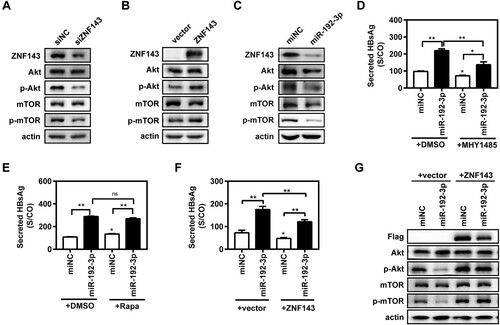 Figure 5. MiR-192-3p increases HBV replication through inhibiting ZNF143/Akt/mTOR signalling in HepG2.2.15 cells. (A–C) HepG2.2.15 cells were transfected with specific siRNAs against ZNF143 (siZNF143) or negative control (siNC) at 40 nM; plasmid Flag-ZNF143 or empty vector pCMV-10; miR-192-3p mimics or negative control (miNC) at 40 nM, and harvested at 72 h post-transfection. Total or phosphorylated Akt and mTOR protein levels were measured by western blotting. HepG2.2.15 cells were transfected with specific miR-192-3p mimics or miNC at 40 nM. At 24 h post-miRNA transfection, the cells were treated with 2 µM MHY 1485 (D) or Rapamycin (D) for 48 h. (E, F) HepG2.2.15 cells were co-transfected with miR-192-3p mimics at 40 nM and plasmid Flag-ZNF143 or empty vector pCMV-10 and harvested at 72 h post-transfection. Secreted HBsAg level in culture supernatants was determined by chemiluminescence immunoassay. Total or phosphorylated Akt and mTOR protein levels were analysed by Western blotting. *P < .05; **P < .01; ns, no significance.