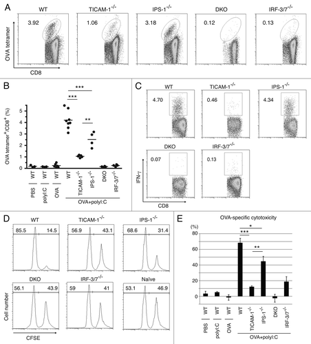 Figure 4. TICAM-1 and IRF-3/7 are essential for polyI:C-induced antigen-specific CTL expansion. WT, TICAM-1−/−, IPS-1−/−, TICAM-1/IPS-1 DKO and IRF-3/7−/− mice were i.p. administered with the combination of OVA and polyI:C. After 7days, splenocytes were harvested and stained with CD8α and OVA tetramer (A). The average percentages of OVA-specific CTL are shown (B). Alternatively, splenocytes were cultured in vitro in the presence of SL8 for 8 h and IFNγ production was measured by intracellular cytokine staining (C). To assess the killing activity, in vivo CTL assay was performed. The combinations of OVA and polyI:C were administered i.v. to each group of mice and 5 d later, cytotoxicity was measured (D). The data shown are collaborate or representative of at least three independent experiments. One-way analysis of variance (ANOVA) with Bonferroni’s test was performed to analyze statistical significance. *, p < 0.05; **, p < 0.01; ***, p < 0.001.