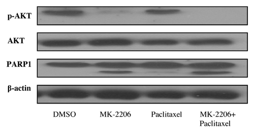 Figure 3. PARP cleavage analysis in AGS cells by western blotting with anti-PARP. PARP proenzyme (116 kD) and cleaved subunit (85 kD) are indicated. AGS cell treated with MK-2206 and chemotherapy showed higher cleaved/uncleaved PARP.