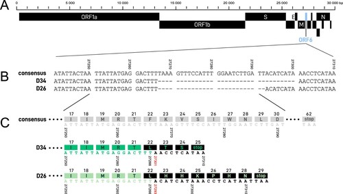 Figure 2. (A) Complete SARS-CoV-2 genome map with ORF6 illustrated in blue. (B) Nucleotide sequences at consensus ORF6 site 27241-27310. Both 34-nt (D34) and 26-nt (D26) deletion regions, beginning at position 27267, are denoted by dashes. (C) Partial ORF6 region at consensus nucleotide position 27250–27291 with corresponding amino acids depicted in the coloured blocks above the nucleic acid sequence. Nucleic acids and amino acids are illustrated in gray for the consensus sequence, in green for the deletion variant sequences, and in black for the alterations resulting from the ORF6 deletions, with presumptive premature stop codons.