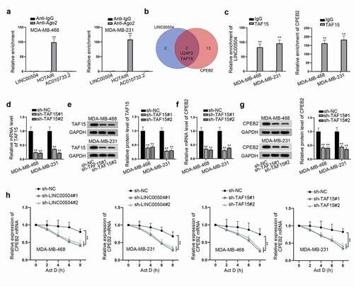 Figure 5. LINC00504 recruits TAF15 and stabilizes CPEB2 expression. (a) RIP assay was carried out to verify whether LINC00504 could bind to Ago2 in BC cells. (b) Venn diagram showed potential RBPs that could both bind to LINC00504 and CPEB2. (c) The interaction between LINC00504 and TAF15, TAF15 and CPEB2 was verified by RIP assay. (d,e) The efficiency of TAF15 depletion was examined. (f,g) The expression level and protein level of CPEB2 after TAF15 depletion was detected by RT-qPCR and western blot assays. (h) The stability of CPEB2 mRNA was detected after silencing LINC00504 and TAF15. **P < .01.