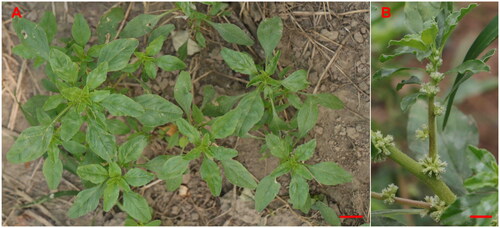 Figure 1. Panorama (A) and detail (B) photos of Amaranthus roxburghianus.Photo by Liqiang Wang, plant coordinates 35°16′23.65'' N, 115°27′32.85'' E. Main identifying features: stem erect, light green, 30-65 cm, much branched, glabrous. Petiole 1-2.5 cm, slender; leaf blade ovate-rhombic, obovate, or oblong, 2-5 × 1-2.5 cm, base cuneate, margin undulate, apex notched, mucronate. Flowers few, sparsely clustered in axils. Bracts and bracteoles subulate, ca. 2 mm, abaxially with distinct midvein, apex long pointed. Tepals lanceolate, ca. 2.5 mm, apex acuminate, long pointed. Stamens shorter than perianth; stigmas 3. Utricles ovoid, subequal to perianth, ca. 3 mm, circumscissile. Seeds brownish black, subglobose, ca. 1 mm in diameter. The scale of the scale bar is 10 cm.