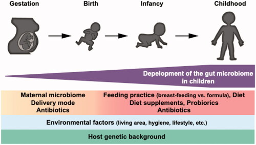 Figure 1. Development of the gut microbiome in children. The maternal microbiome is one of the significant factors that shape the neonatal gut microbiome. Various internal and external factors influence the development process of the microbial community. The gut microbiome reaches the adult-like structure at around three years old.