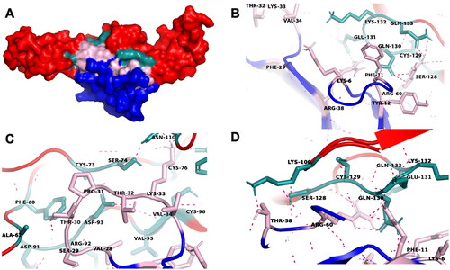 Figure 5. The molecular docking of ensemble conformational ensemble 3 (CE3) of cytotoxin (CTX) and tumor necrosis factor receptor 1 (TNFR1). (A) CTX is colored in blue while TNFR1 is in red color; the pink region represents three hydrophobic loops of CTX while green region indicates the interacting sites of TNFR1. The representative interactions between functional loops I–III of CTX with TNFR1 were illustrated in figures (B) to (D), respectively. The red color dashed lines indicated hydrogen bonds.