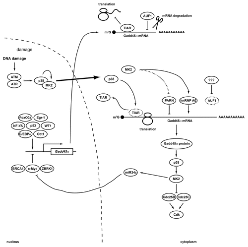 Figure 1 Transcriptional and post-transcriptional regulation of Gadd45α. A simplified schematic overview of regulatory mechanisms that control the expression of Gadd45α. In resting cells, the expression of Gadd45α is transcriptionally suppressed through c-Myc and a repressive complex consisting of ZBRK1 and BRCA1. In addition, translation of existing Gadd45α transcripts is suppressed by TIAR, while AUF1 binding to Gadd45α mRNA targets it for degradation. In response to DNA damage, both Gadd45α transcription and translation are upregulated. The Gadd45α transcriptional inhibitor c-Myc is translationally repressed through miR-34c. While miR-34c can be induced by p53 following genotoxic stress, miR-34c expression in p53-deficient cells depends on the p38/MK2 signaling complex.Citation40 Gadd45α transcription is induced by a variety of damage- and stress-activated transcription factors including p53, WT1, Oct1, NF-YA, FoxO3a, Egr-1 and C/EBPα. Furthermore, both TIAR and AUF1 dissociate from the Gadd45α mRNA after genotoxic stress. The disruption of the TIAR:Gadd45α mRNA RNP depends on p38-mediated TIAR phosphorylation. Gadd45α mRNA degradation is prevented by MK2-dependent Ser-557 phosphorylation of PARN, while Gadd45α mRNA is actively stabilized by binding to the MK2-dependent phospho-Ser-84 form of hnRNP A0. The resulting accumulation of Gadd45α protein functions within a positive feedback loop that maintains p38/MK2 activity at late times following DNA damage. Prolonged MK2 activity in turn is required to maintain Cdc25B and C in an inactive state sequestered in the cytoplasm.