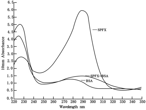 Figure 2. UV scanning of BSA, SPFX-BSA, SPFX (BSA: Bovine serum albumin; SPFX–BSA: The conjugate of SPFX with BSA).