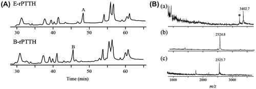 Fig. 1. Analyses of peptides derived from the native and recombinant PTTHs.Notes: (A) Comparison of the RP-HPLC profiles of lysyl endopeptidase-treated E-rPTTH and B-rPTTH. Peaks A in E-rPTTH and B in B-rPTTH were eluted at different retention times. The peptides corresponding to peaks A and B were further analyzed to determine the structure of the N-glycan. (B) MALDI-TOF MS analyses of the peptides derived from B-rPTTH and E-rPTTH. A possibly N-glycosylated peptide derived from B-rPTTH (a) and E-rPTTH (b) was analyzed. After PNGase F digestion, a peptide corresponding to peak B in Fig. 1(A) was also analyzed (c). The asterisk indicates an ion peak corresponding to the molecular weight of an N-glycosylated peptide without a deoxyhexose, possibly a fucose residue.