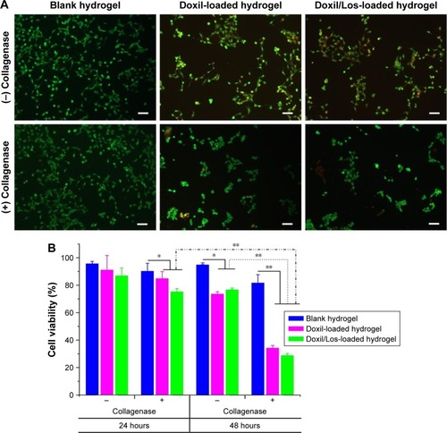 Figure 10 In vitro cytotoxicity of blank hydrogel and both Doxil-loaded hydrogels.Notes: (A) Live/dead staining of 4T1 cells after 24-hour incubation with different hydrogels in the absence (−) or presence (+) of collagenase. (B) Cell viability of 4T1 cells after treatment with different hydrogels for 24 and 48 hours in the absence (−) or presence (+) of collagenase (n=3, mean ± SD). For live/dead staining, green represents live cells and red represents dead cells. Scale bar is 50 µm; magnification 200×. *P<0.05, **P<0.01.Abbreviations: Doxil, liposomal doxorubicin; Los, losartan.