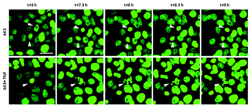 Figure 6. Mitotically arrested cells undergo apoptosis. Time lapse imaging of histone H2B-GFP expressed in HT29 cells. Cells were treated with either AK3 (top) or AK3 plus TNF (bottom). Representative images show chromatin condensation in the cells treated with AK3 alone, whereas addition of TNF in combination with AK3 increased apoptosis of the mitotic cells. Bar, 25 μm. Arrows point to the cells undergoing mitosis (top panel and bottom panel, t = 3h) and/or apoptosis (bottom panel).