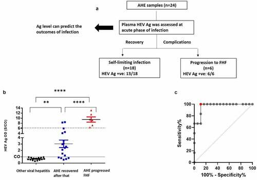 Figure 3. The plasma HEV Ag can predict the outcome of acute HEV-1 infection. (a) Plasma HEV Ag was assessed at the acute phase of infection in AHE patients (n = 24) and linked with the outcomes of infections. 18 out of 24 patients were recovered, from which 13/18 were HEV Ag were positive at the acute phase of infection. 6 out of 24 patients were progressed to FHF, all of them were positive to HEV Ag at the acute phase of infection. (b) The plasma level of HEV Ag (S/CO) was assessed in non-HEV acute viral hepatitis patients (black), AHE patients who recovered after that (blue), and AHE patients who progressed to FHF patients (Red). This assessment was done during acute phase of infections (time of hospital admission). The dashed line indicates a putative S/CO threshold (6.05) for distinguishing patients with cleared the infection from whom progressed to FHF as calculated in panel C. Differences in means were tested with a Bonferroni corrected t test. **, **** mean P < 0.01 and 0.0001, respectively. (c) Receiver operating characteristic curve showing the true positive rate plotted against the false positive rate at different plasma HEV Ag threshold values to differentiate patients according to the outcomes of infection. The red circle represents 100% sensitivity 95% CI, [54.07%-100%]) and 88.89% specificity (95%CI [65.29%-98.62%]) at an HEV Ag value of 6.05 (AUC: 0.9630, 95%CI [0.8931–1.033]; likelihood ratio, 9, P = 0.0008644)