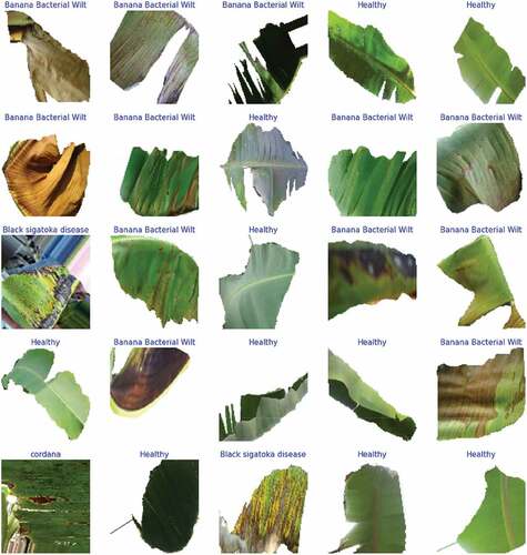 Figure 1. Sample images from the dataset.