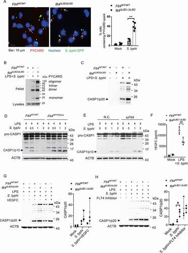 Figure 3. FLT4 inhibits inflammasome and CASP1 activation in S. typhimurium infected macrophages. (A) Flt4WT/WT and flt4∆LBD/∆LBD PEMs were pretreated with LPS followed by S. typhimurium infection, and immunostained for PYCARD (red) and Hoechst (blue). Images are representative of three independent experiments (scale bar: 10 μm). The percentages of macrophages containing PYCARD foci were analyzed from at least 200 cells in each experiment and data are presented as the mean ± SEM **p < 0.01(B) Flt4WT/WT and flt4∆LBD/∆LBD PEMs were pretreated with LPS followed by S. typhimurium infection to assess PYCARD oligomerization by immunoblotting. Flt4WT/WT and flt4∆LBD/∆LBD PEMs (C), in the presence or absence of exogenous VEGFC (G) or the FLT4 inhibitor MAZ51 (10 μM) (H), or Flt4WT/WTand Flt4WT/TKmut BMDMs (D), or the control and Flt4 siRNA transfected PEMs (E) were pretreated with LPS followed by S. typhimurium infection for the indicated times. The levels of pro-CASP1 (inactive CASP1), CASP1/p10 (active CASP1) in cell lysates (D, E) or CASP1/p20 in supernatants (C, G, H) were examined by immunoblotting. The immunoblots were statistically quantified by densitometry. Representative data from three independent experiments were shown. (F) Flt4WT/WT and flt4∆LBD/∆LBD PEMs were primed with 1 μg/ml LPS followed by S. typhimurium infection. VEGFC concentrations in supernatants were examined by ELISA. Data are presented as the mean ± SEM *p < 0.05, **p < 0.01.