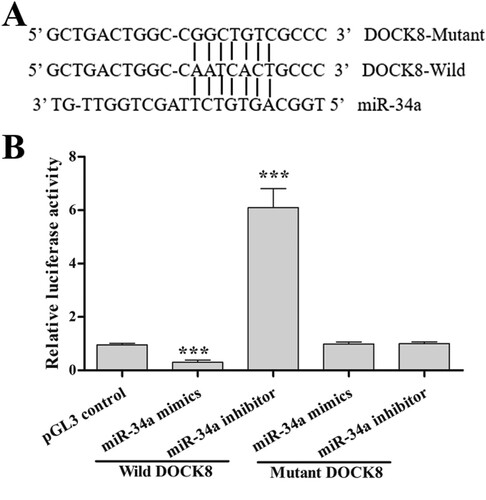 Figure 5. DOCK8 is a direct target gene of miR-34a. (A) The predicted binding sites between miR-34a and DOCK8. (B) The relative luciferase activity in each group. Compared with the control group, ***P < 0.001.