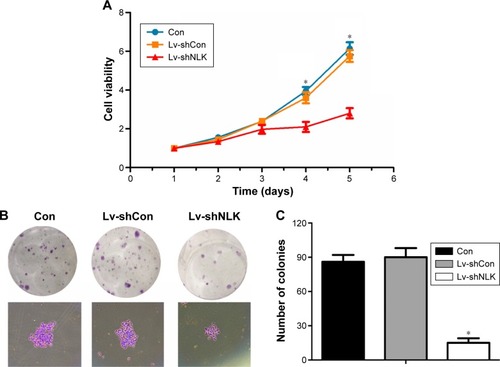 Figure 3 Depletion of NLK decreased cell proliferation and colony formation.