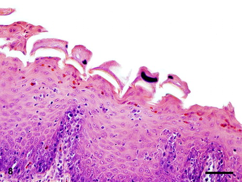 Figure 8. Phallus; goose, case no. 1. Trichodinids adhering to the surface mucosa of the phallus through their adhesive disc and denticles. Bar = 50 µm.