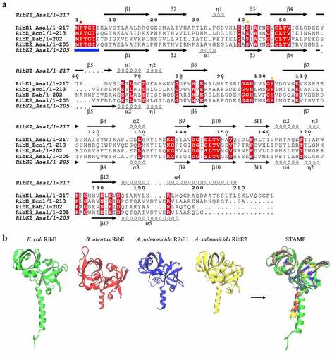 Figure 3. Sequence and structural alignments of A. salmonicida riboflavin synthases RibE1 and RibE2. a. Multiple sequence alignment of E. coli (Ecol), B. abortus (Bab), and A. salmonicida (Asal) RibE proteins. The secondary structures at the top and bottom of the alignment correspond to the A. salmonicida RibE1 and RibE2, respectively (spirals represent α-helix; arrows represent β-sheet). Conserved amino acid residues are highlighted in red. The circles indicated the one critical residue required for the enzyme activity (Phe-2; red circle) and two other residues required for the significant enzyme activity improvement (Ser-41 and His-102; orange circle). Also, residues that may be involved in substrate recognition (Met-1, Phe-2, Thr-3, Gly-4, Ile-5, and Ile-6/val-6) are also indicated in the amino-terminal section with the blue line in the bottom of the alignment b. Structural alignment of RibE proteins from E. coli, B. abortus, and A. salmonicida. Sequence alignment of riboflavin synthases was performed in JAL view using Clustal Omega Multiple Sequence Alignment Program and rendered using the web-based interface of ESPript. 3D structures of A. salmonicida J223 riboflavin synthases were predicted using the trRosetta protein structure prediction service and visualized in VMD. Structural alignments of 3D protein structures of riboflavin synthases were performed using Structural Alignment of Multiple Proteins (STAMP) on VMD.