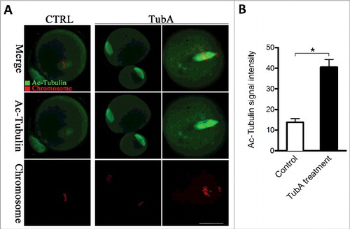 Figure 5. Effects of HDAC6 inhibition on the acetylation state of tubulin in mouse oocytes. (A) Representative confocal sections showing the acetylated tubulin (green) and chromosomes (red) in control and TubA-treated oocytes. Scale bar, 30 μm. (B) Quantitative analysis of the fluorescence intensity of acetylated α-tubulin in control (n = 36) and TubA-treated (n = 38) oocytes. Data were presented as mean percentage ± SD from 3 independent experiments. *p < 0.05 vs. controls.