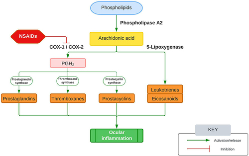 Figure 2 The anti-inflammatory effect of NSAIDs via the arachidonic acid pathway.Citation97,Citation98