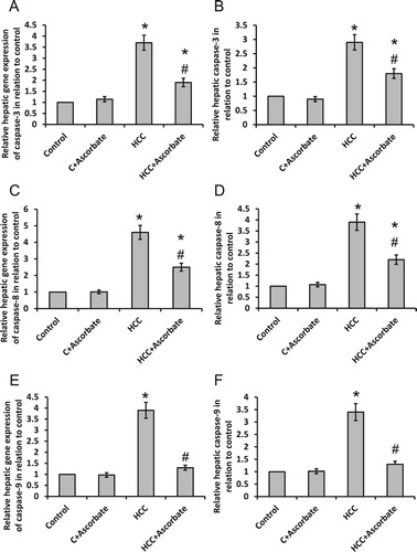 Figure 4. Effect of 100 mg/kg sodium ascorbate on hepatic gene expression of caspase-3 (A), caspase-8 (C) and caspase-9 (E) in vivo as well as the hepatic enzyme activity of caspase-3 (B), caspase-8 (D) and caspase-9 (F). *Significant difference when compared with the control group at p < .05. # Significant difference when compared with the HCC group at p < .05.