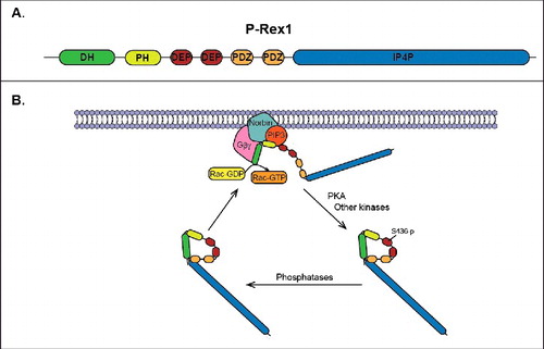 Figure 1. Regulation of P-Rex1 activity. (A) Domain structure of P-Rex1 showing the DH-PH tandem, PDZ domains, DEP domains, and IP4P-like domain. (B) Proposed cycle of activation/deactivation of P-Rex1. In response to receptor activation, inactive P-Rex1 in the cytoplasm is recruited to the plasma membrane by direct interactions with PIP3, Gβγ subunits and norbin. The interactions with norbin and PIP3 occur via the PH domain, while Gβγ subunits bind directly to the DH domain. At the plasma membrane P-Rex1 GEF-activity toward Rac is stimulated by PIP3, Gβγ and norbin, thus resulting in the release of GDP from Rac and the binding of GTP. PKA phosphorylates P-Rex1 at the plasma membrane in Ser436 located in the first DEP domain, which results in intramolecular autoinhibitory interactions between the DH-PH tandem and the first DEP domain.