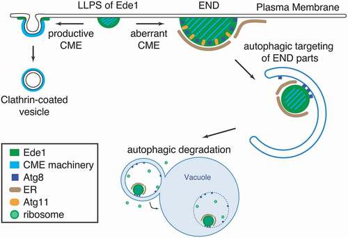 Figure 1. Schematic depiction of the autophagic END pathway. In the early phase of CME, Ede1 and other CME machinery proteins assemble at the plasma membrane by liquid-liquid phase separation (LLPS). If the early phase of CME assembly is disturbed, Ede1-dependent endocytic protein deposits (ENDs) accumulate. ENDs contain, besides the intrinsic autophagy receptor Ede1, other CME proteins as well as the autophagy proteins Atg8 and Atg11. This results in an engulfment of END pieces into phagophores, which are subsequently delivered to the vacuole for degradation